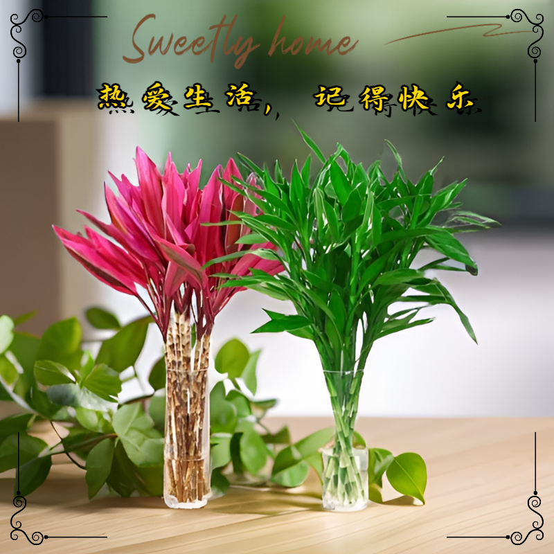 富贵竹水养喜庆花卉转运竹水培植物四季室内净化空气.水培吉祥运
