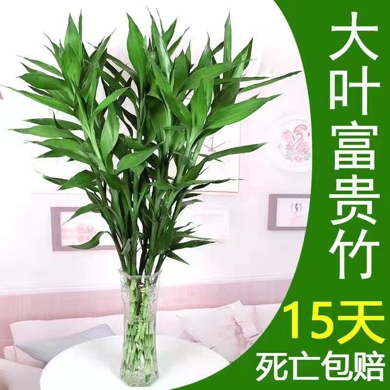 粗枝富贵竹植物水养客厅 招财绿萝 盆栽室内花卉水竹大转运竹养殖