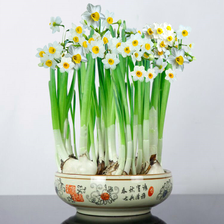 【水仙花种球】耐寒适合冬季水培盆栽花卉水仙花栽培种植阳台卧室