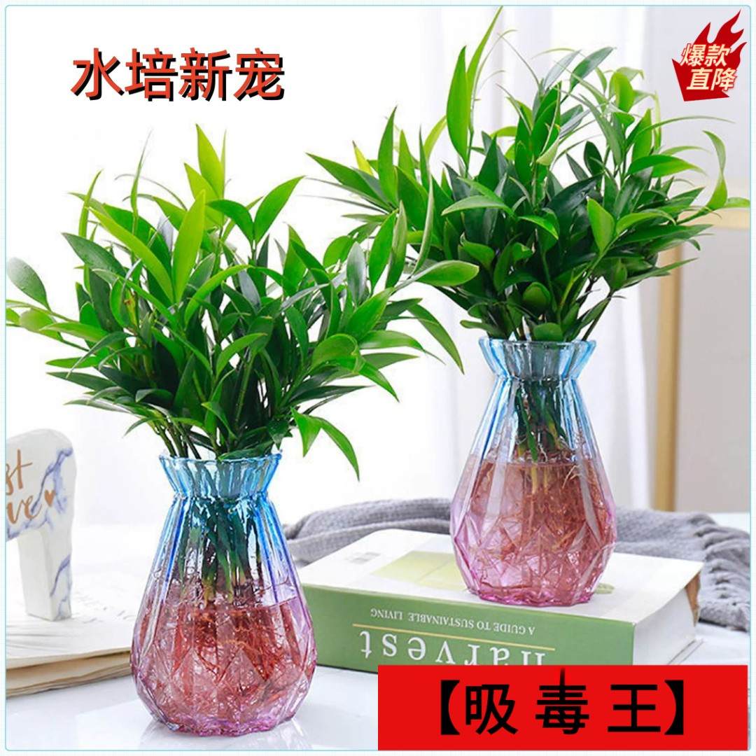 竹柏盆栽水培新宠驱蚊植物室内客厅卧室桌面绿植盆栽花卉四季常青