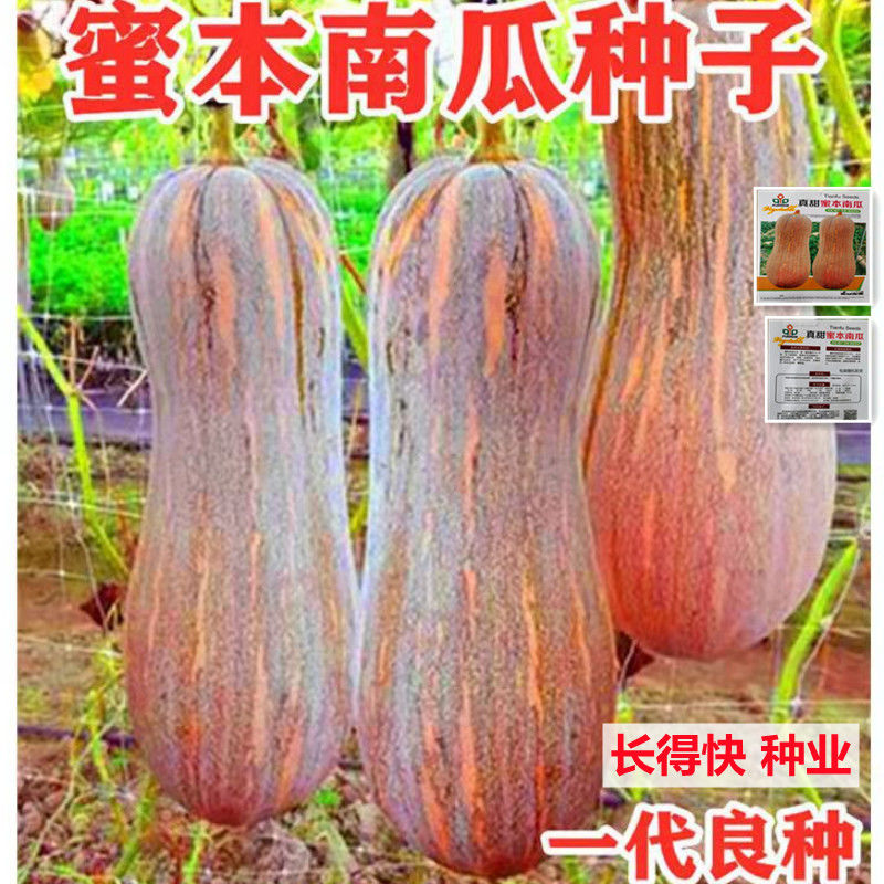 早栗蜜本南瓜种子粉面蜜本甜南瓜早熟高产耐贮运四季蔬菜种籽