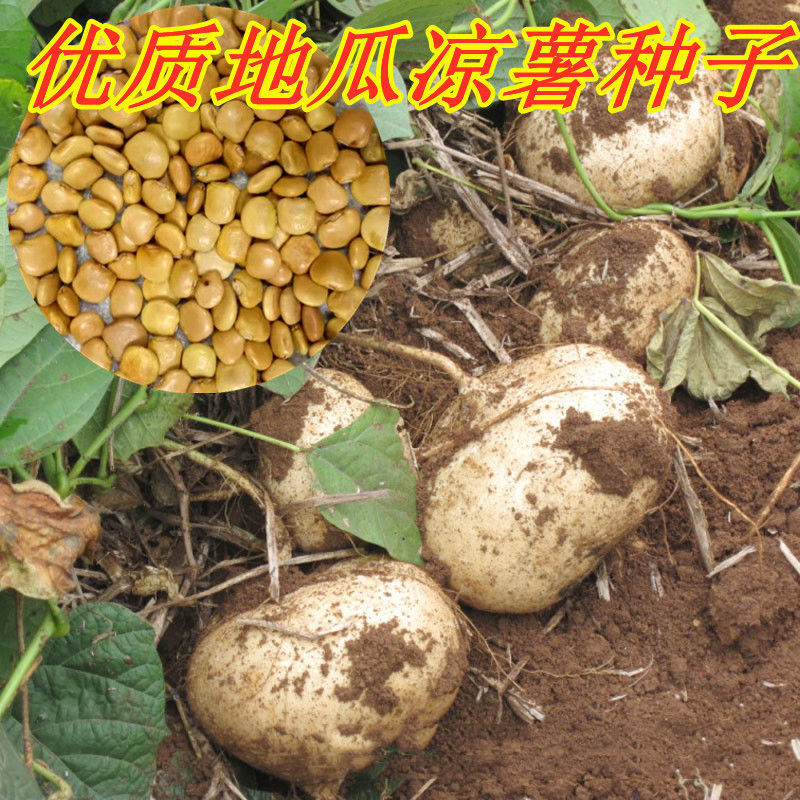 水果白地瓜凉薯种子早熟高产春秋播种凉薯地瓜种子蔬菜种籽