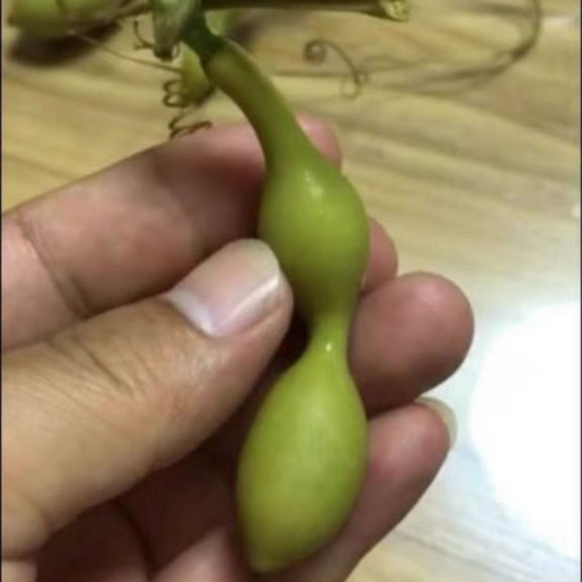 蚂蚁肚小葫芦种子葫芦盆栽手捻葫芦种子文玩亚腰种籽盆栽阳台