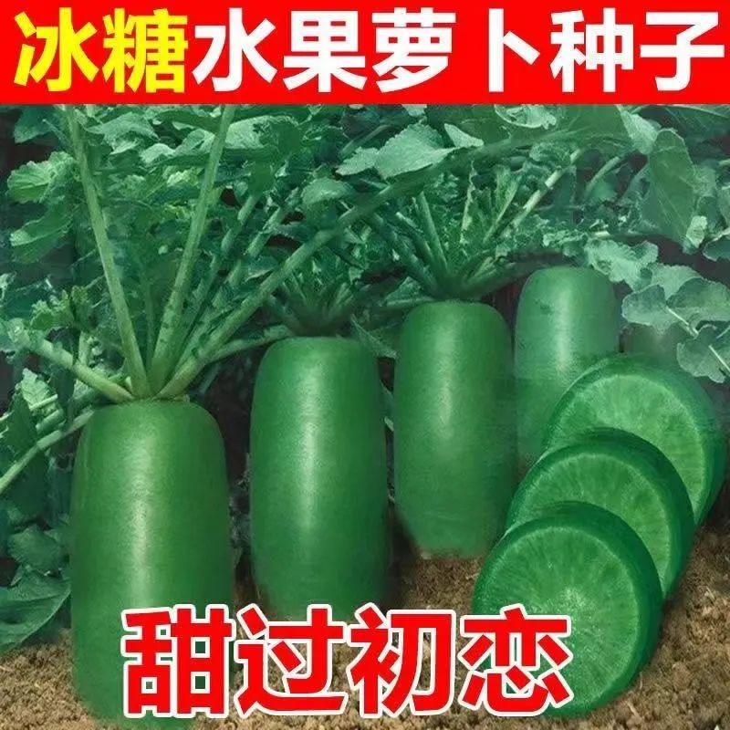 冰糖水果萝卜种子生吃脆甜农家蔬菜种孑四季播种阳盆栽绿萝卜种籽