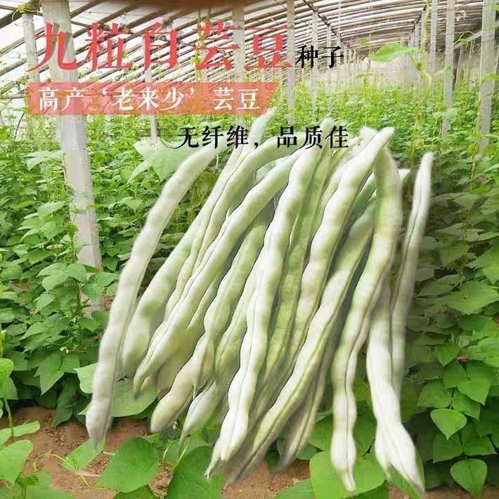 白芸豆种子豆角种籽四季豆架豆种高产春秋季蔬菜种孑农家田园