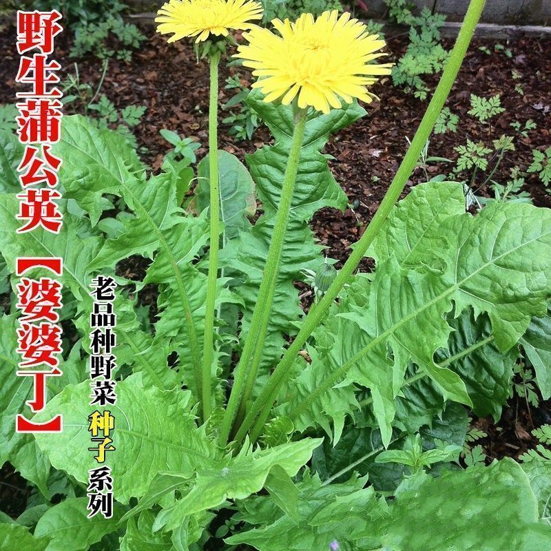 野生蒲公英种子菜种种籽大全蔬菜野菜种植婆婆丁盆栽春秋冬四季