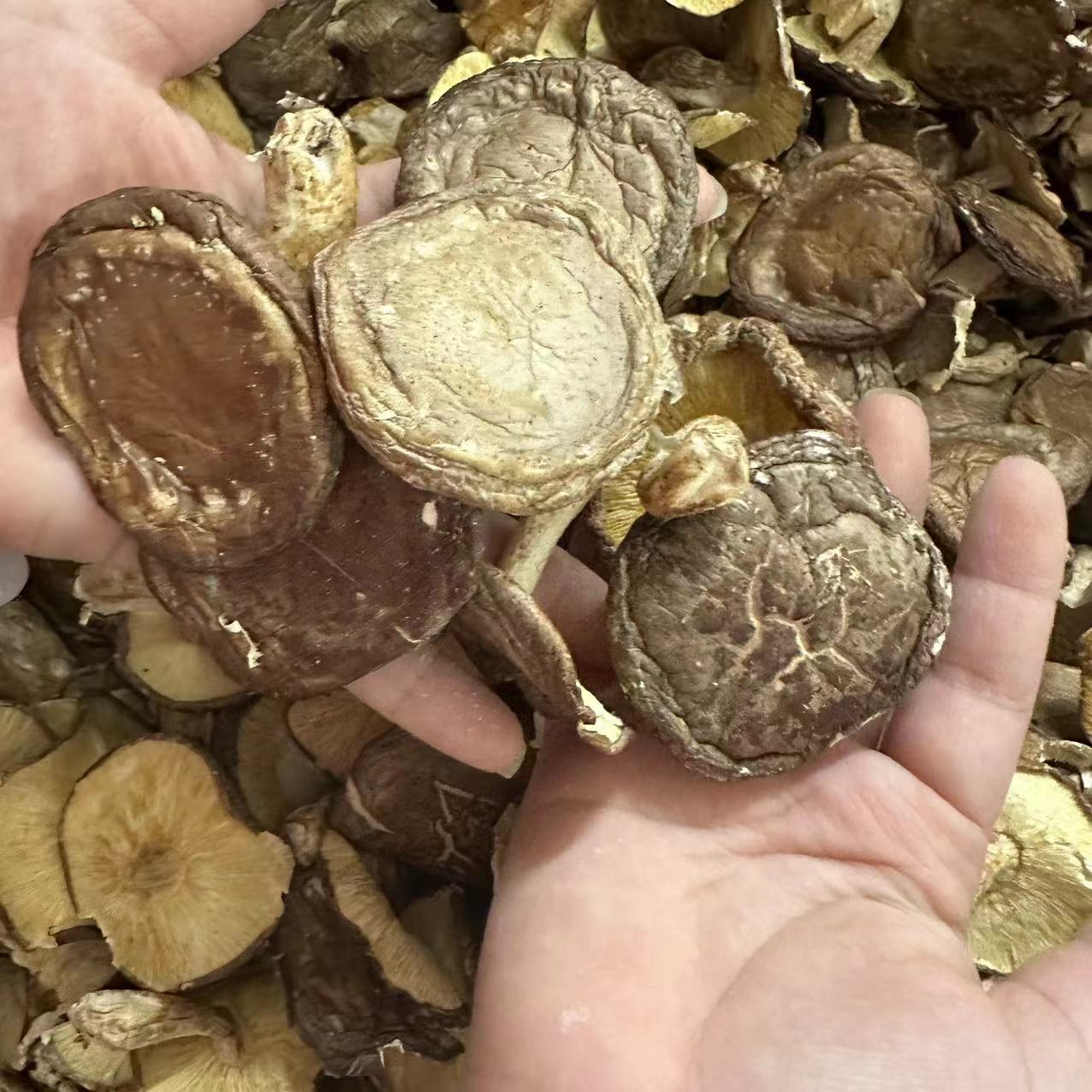 【 三三】庆元菇 香菇500g