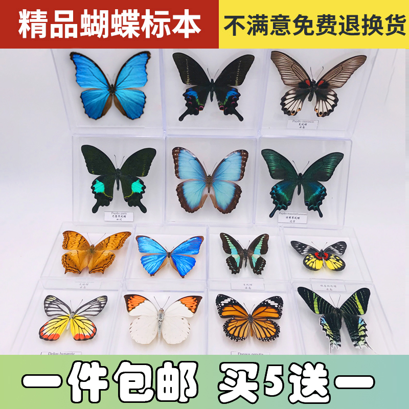 t蝶仙子蝴蝶标本摆件真蝴蝶昆虫标本展翅学生创意生日礼品透明盒