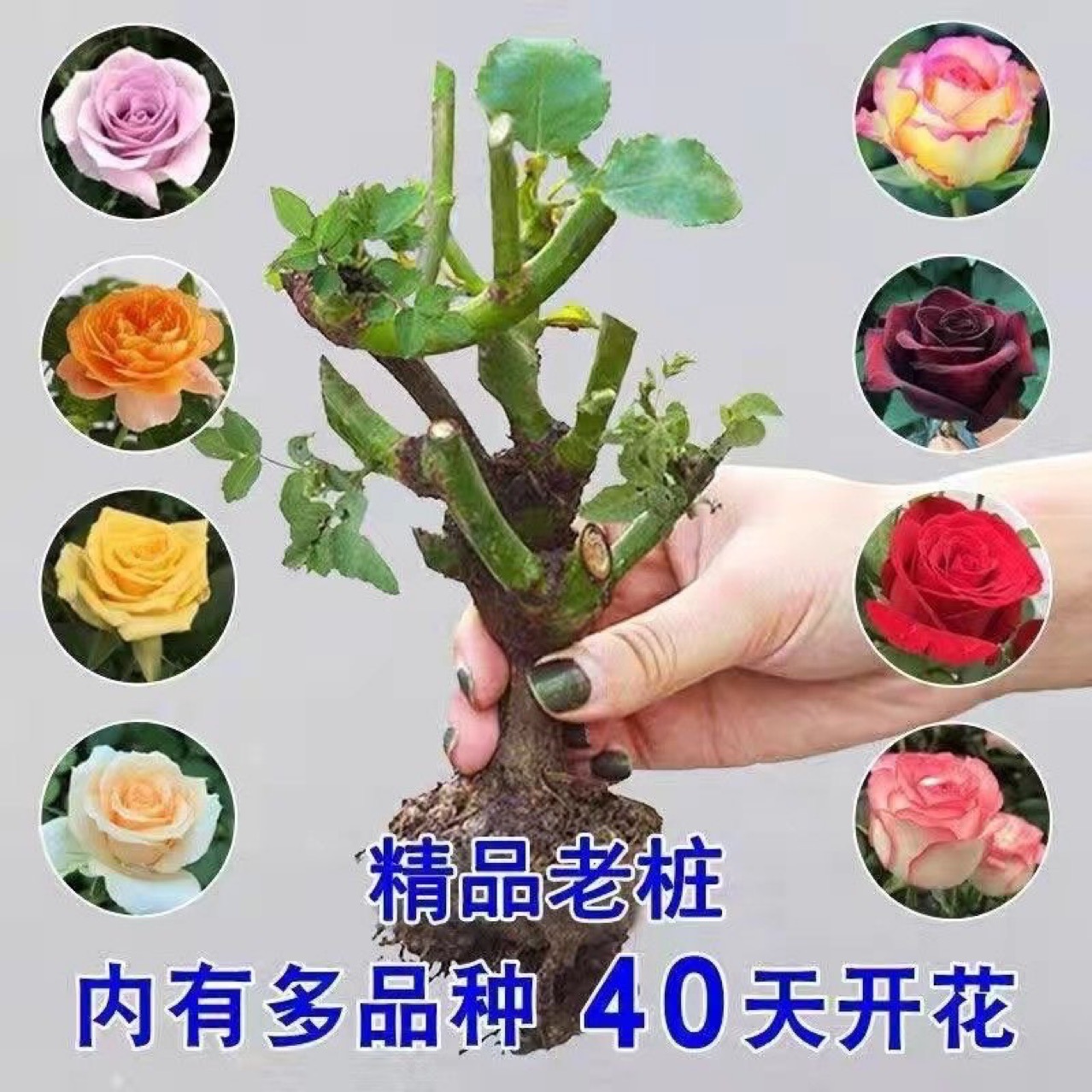 新疆包邮—精品玫瑰花苗盆栽月季绿植室内易活玫瑰老桩盆栽