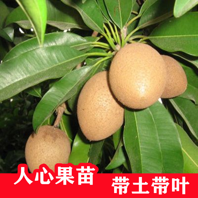人心果苗树苗带果越南方种当年结果人心果树苗四季果苗盆栽地栽苗