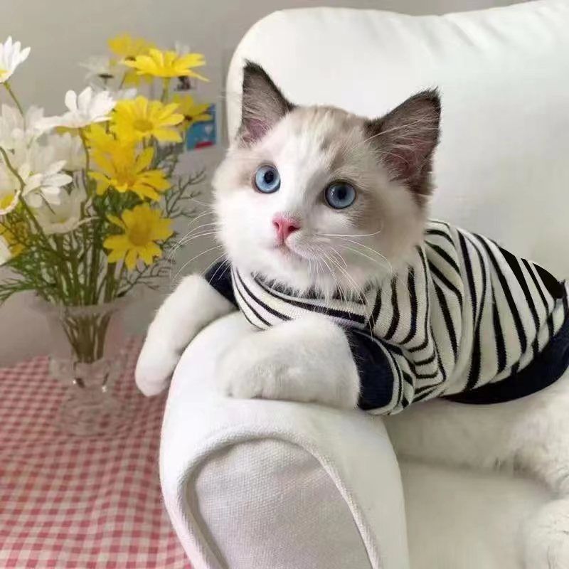 夏天ins宠物狗狗猫咪衣服四季潮牌帅气小奶英短布偶猫咪两脚卫衣