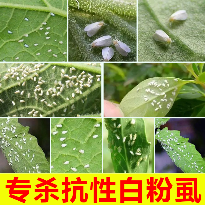 白飞虱杀虫剂联菊啶虫脒花卉番茄辣椒杀虫剂白飞虱蚜虫蓟马杀虫剂