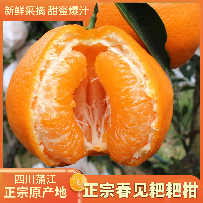 【好货优选】净重8斤 四川春见耙耙柑脆甜多汁新鲜采摘现发爆汁