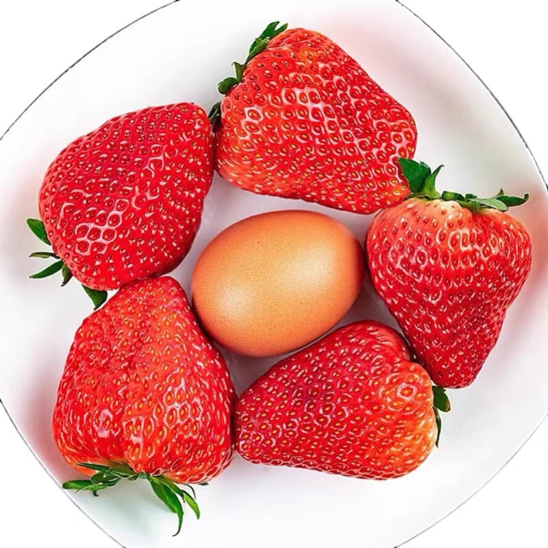 【现货】丹东99草莓牛奶九九草莓黑金礼盒顺丰空运750g/900g/1400g