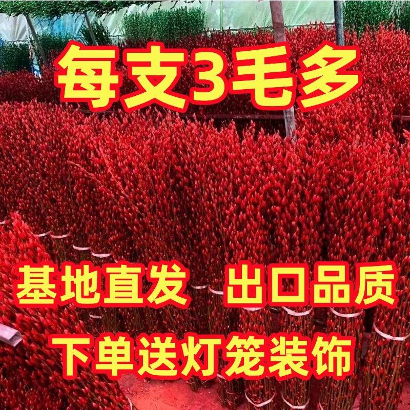 招财银柳鲜枝真花干花花束风干天然水养装饰客厅花瓶摆设年宵花卉