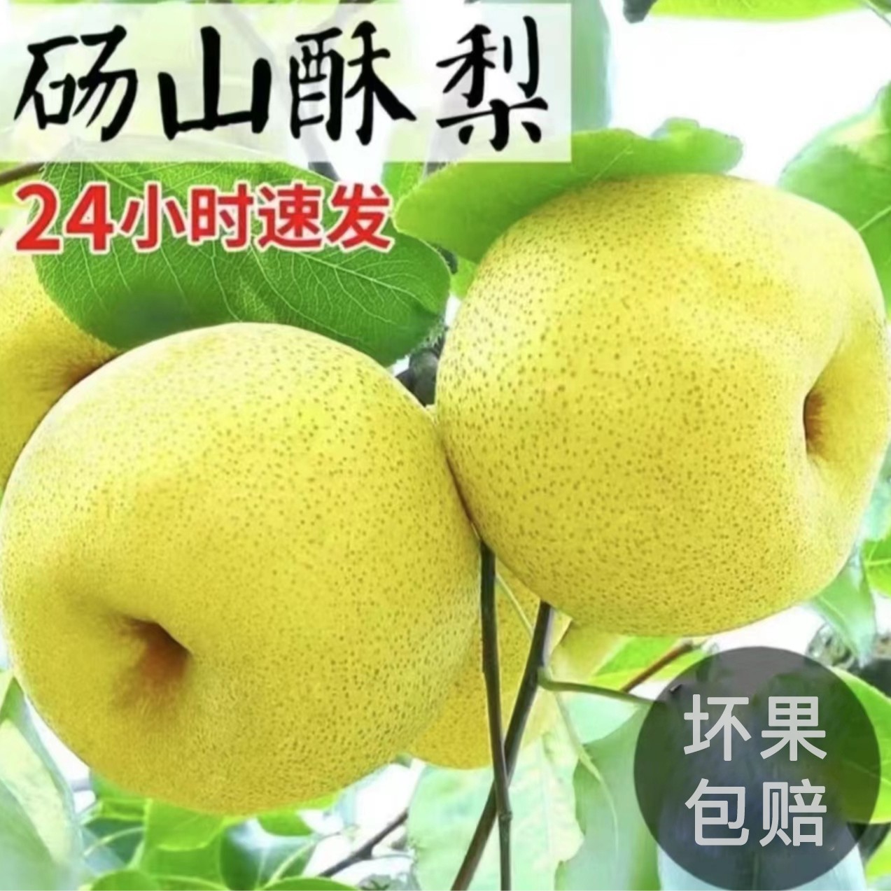 正宗百年安徽砀山梨整箱包邮当季新鲜水果皮薄多汁
