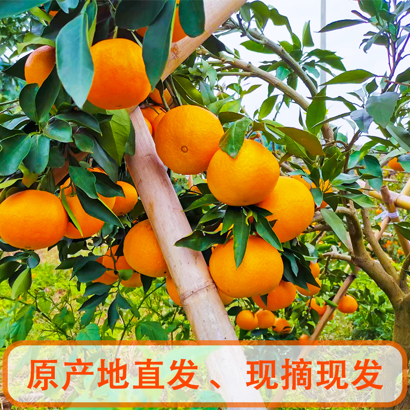 【果园直发】重庆爱媛38号果冻橙现摘现发皮薄多汁应季生态孕妇水果