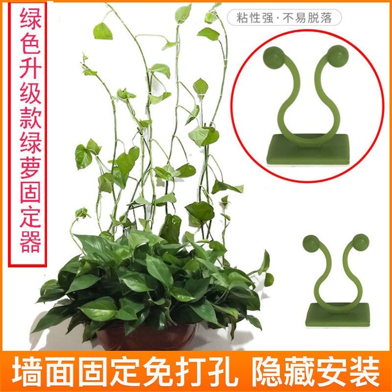 绿萝固定器家养自粘式室内客厅家用绿植藤蔓爬攀爬墙卡扣挂钩夹子