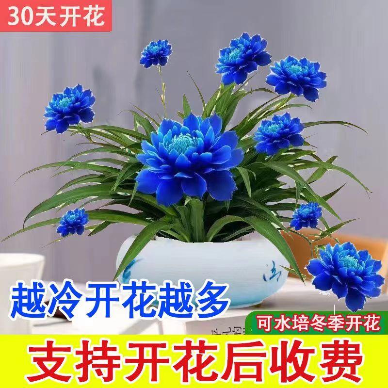 【超便宜】浓香型月光兰盆栽绿植花卉大全耐旱耐旱四季开花水土养