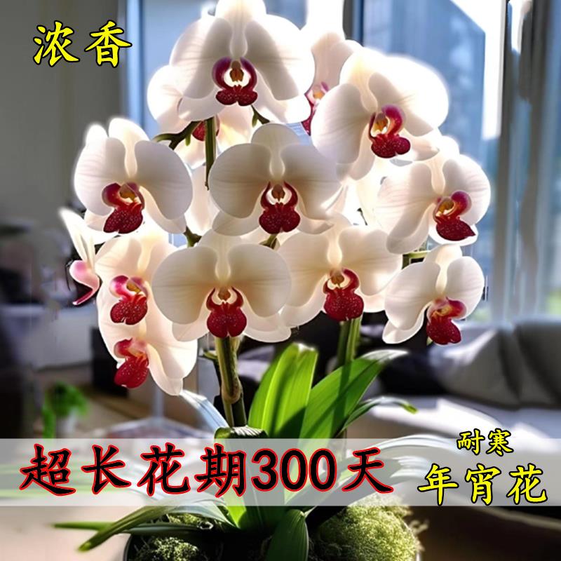 浓香花耐寒盆栽地栽办公室绿植南北方种植当年开花花卉大全兰花