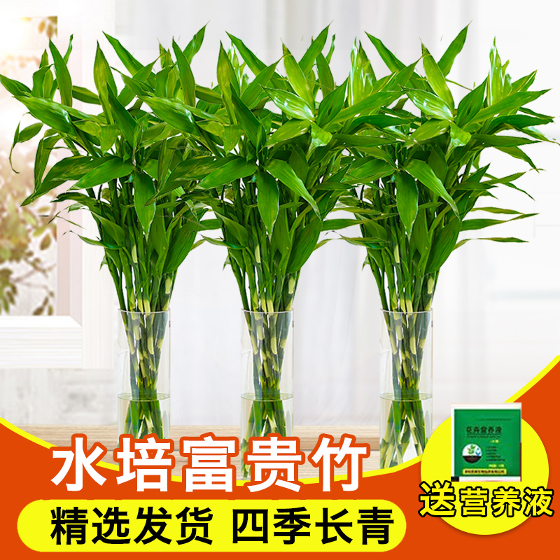 好养富贵竹花开富贵节节高水培绿植海南发货办公居家植物竹报平安