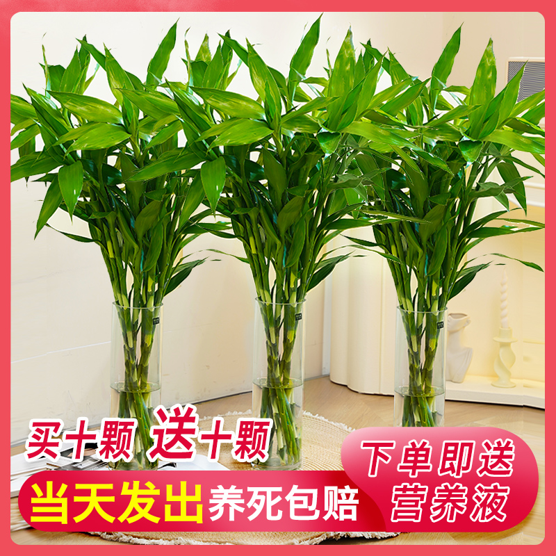 富贵竹20支花开富贵节节高水培绿植海南空运发货办公居家植物盆