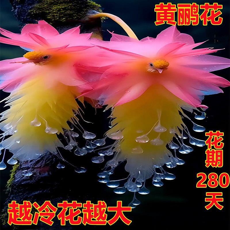 【超便宜】浓香型大花黄鹂阳台盆栽室内花卉庭院植物四季开花耐寒
