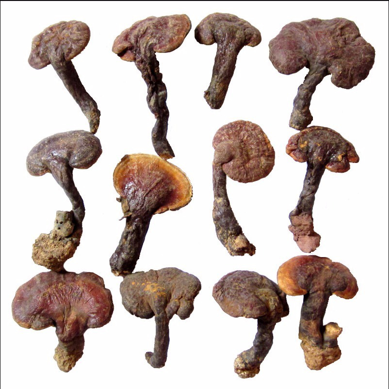 云南山货赤～灵～之【优选】