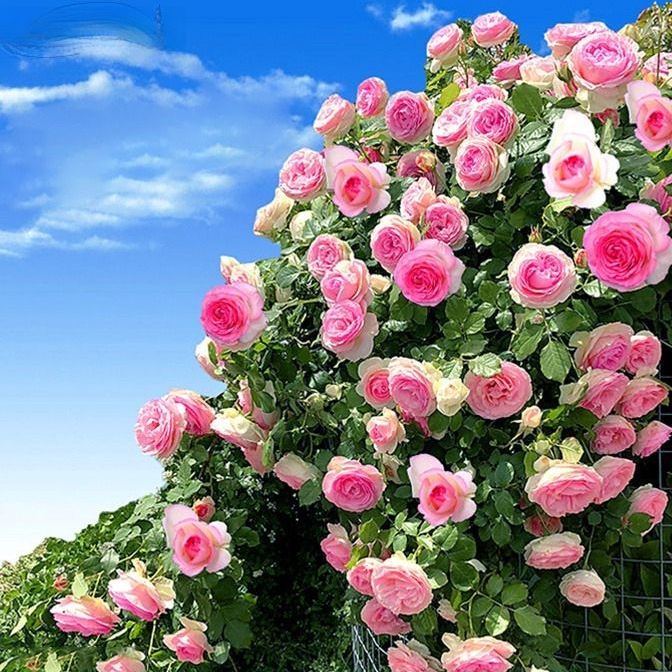 爬墙蔷薇花种籽子四季播种开花月季爬藤植物花籽室外庭院花卉种子