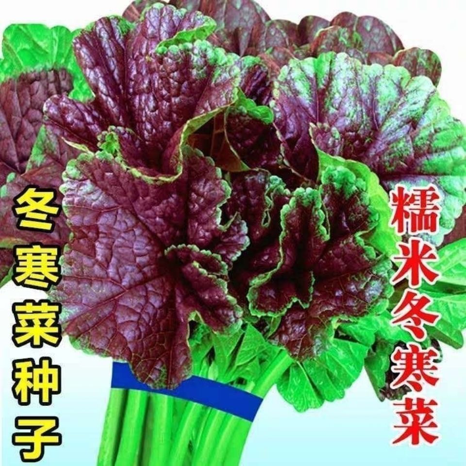 糯米冬寒菜种子阳台盆栽野菜秋冬蔬菜种籽庭院冬苋菜马蹄菜菜籽