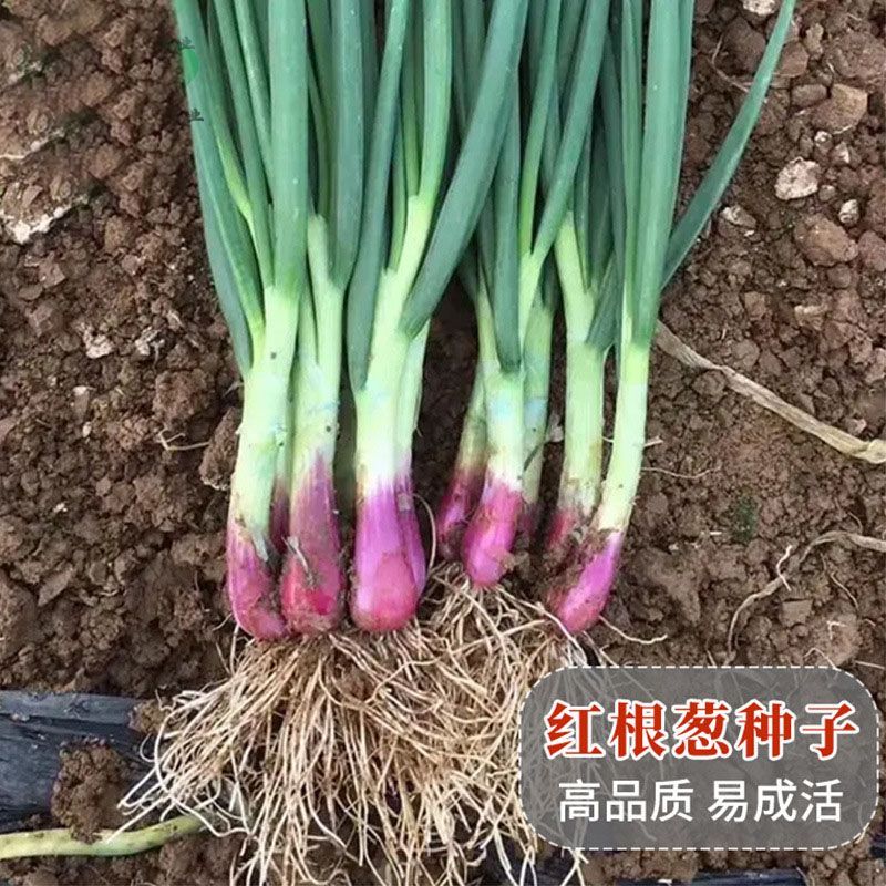 四季红根小香葱种子红葱头葱籽葱头葱种籽四季农家盆栽菜蔬菜种孑