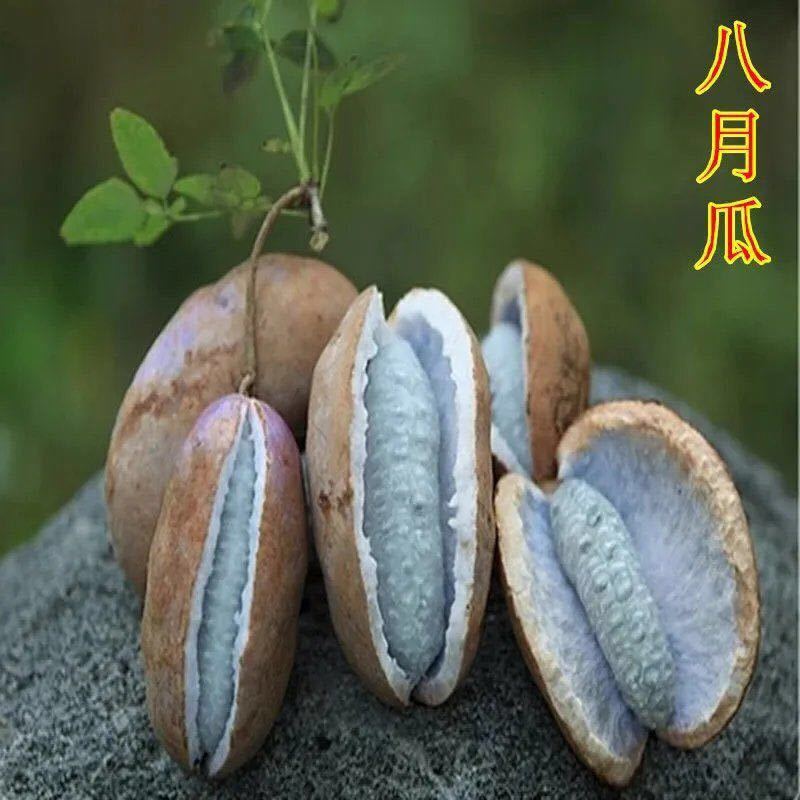 八月瓜种子春秋冬季庭院种植爬藤植物吃水果八月瓜八月炸腰庭院