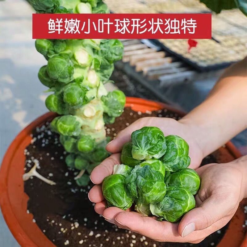 孢子甘蓝种子抱子甘蓝春秋季小型芽球包心菜阳台庭院四季播种夏天