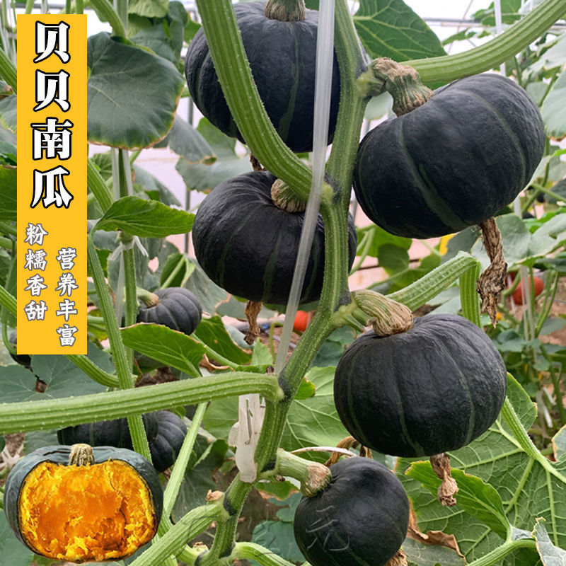 绿贝贝小南瓜种子甜南瓜种子板栗小南瓜高贝贝小南瓜贝贝南瓜
