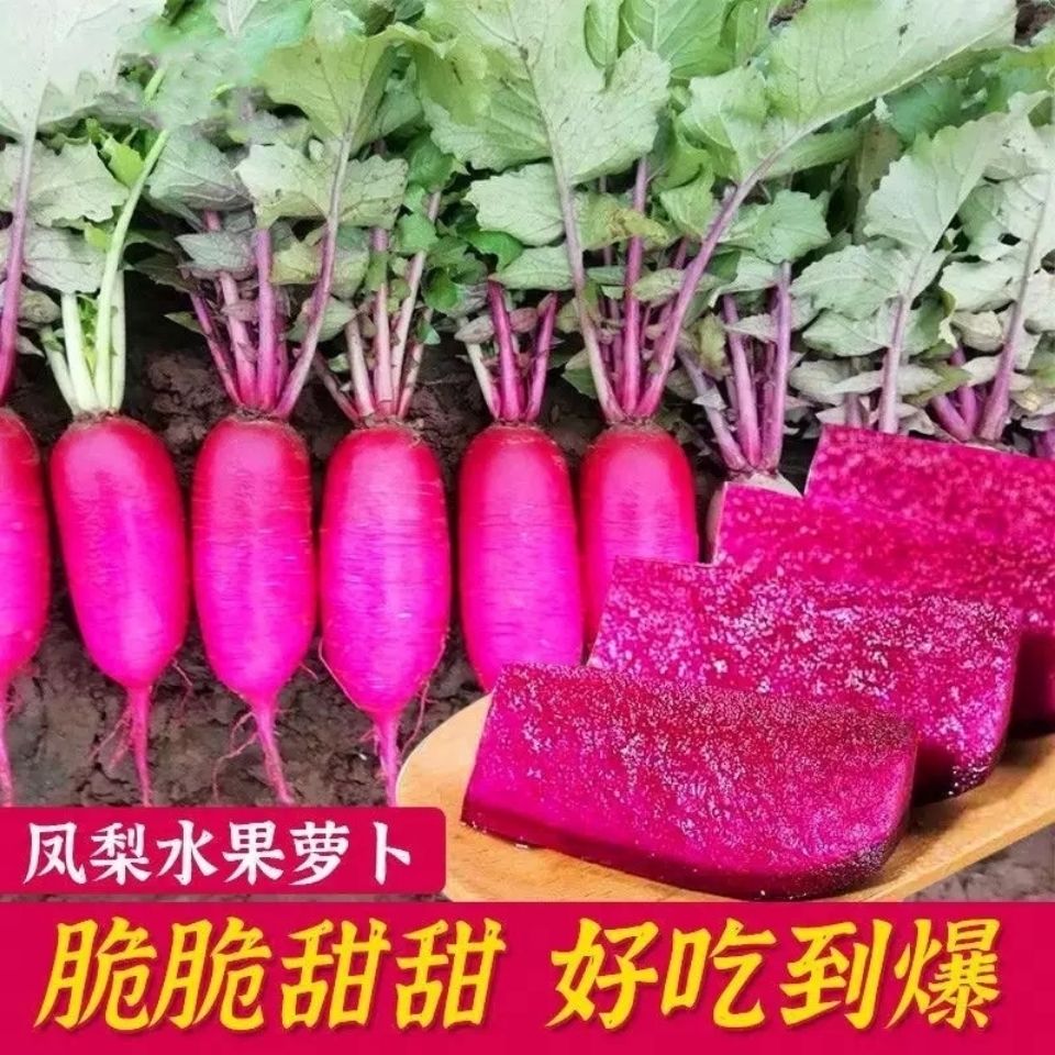 凤梨红心水果萝卜种子红皮满堂红心里美萝卜籽种子春秋四季播蔬菜