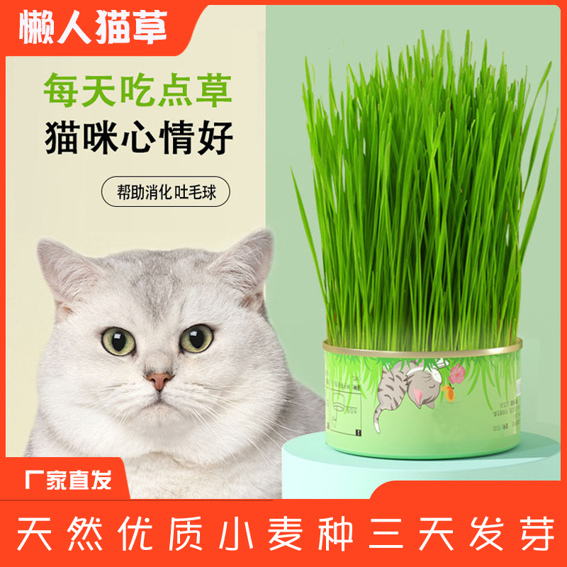 喵经理懒人猫草罐头吐毛球化毛栽培猫薄荷宠物猫零食天然小麦优质