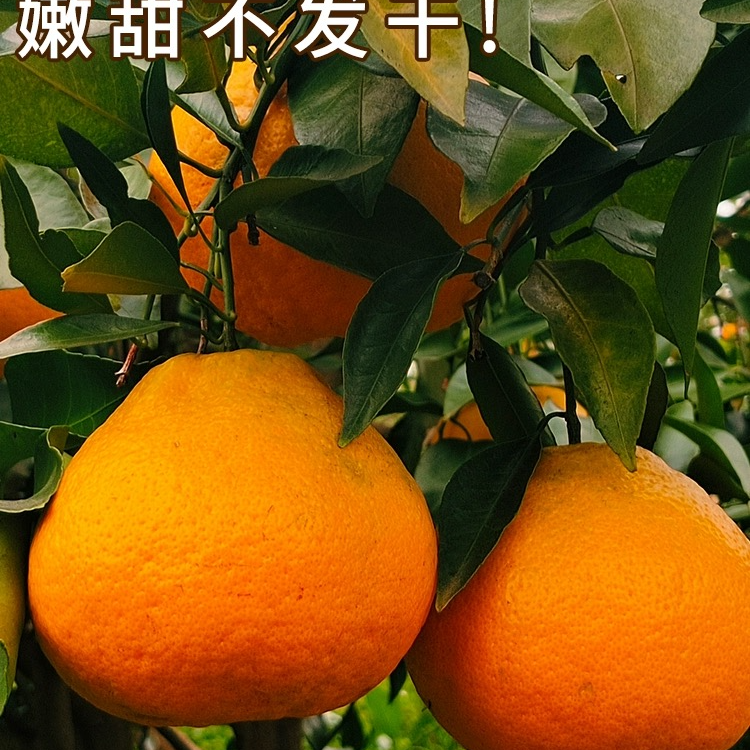 四川ty春见耙耙柑粑粑柑10斤丑桔橘水果新鲜当季整箱橘子杷杷柑