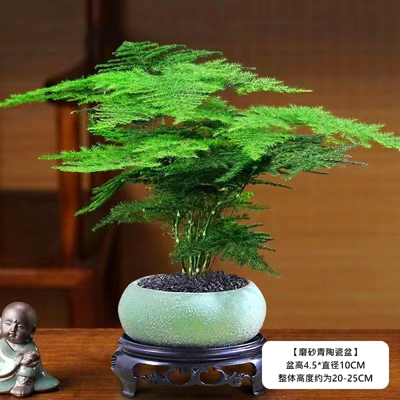 文竹盆栽植物室内进化空气办公室室内花卉盆栽好养四季常青