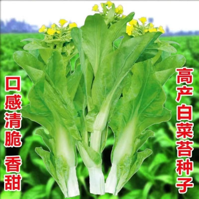（拍2发3）白菜苔种子四季可种阳台庭院种植脆嫩可口蔬菜种籽