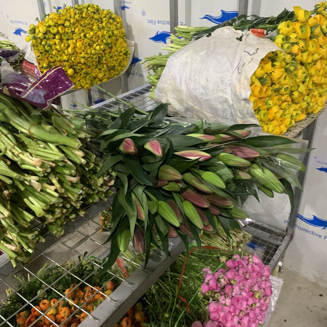 【青蛙绿洋牡丹】花材易受损 一定要带包装醒花 养护联系客服 鲜花