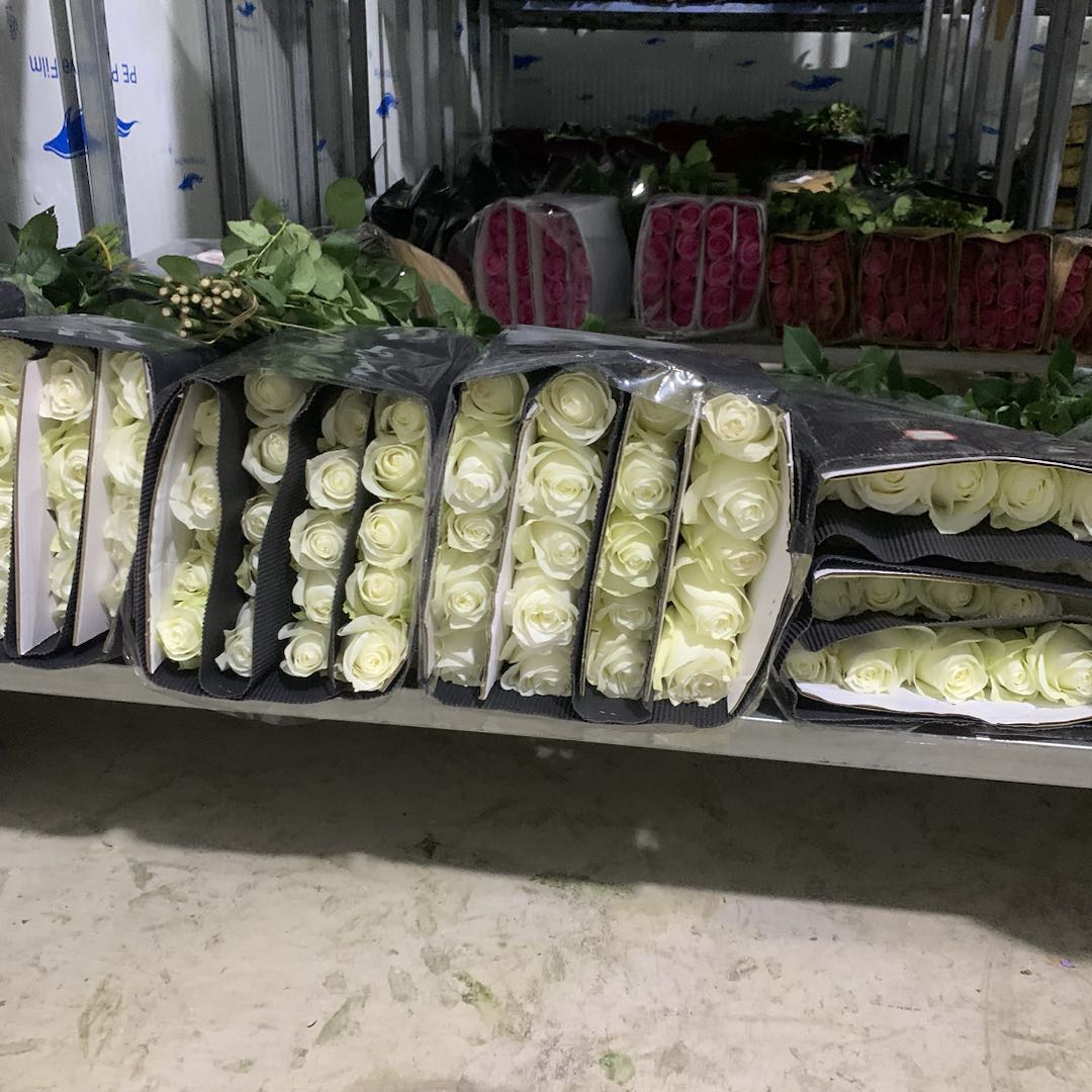 【花仙子·洋桔梗】花期超长待机鲜花 老花苞摘除即可 鲜花