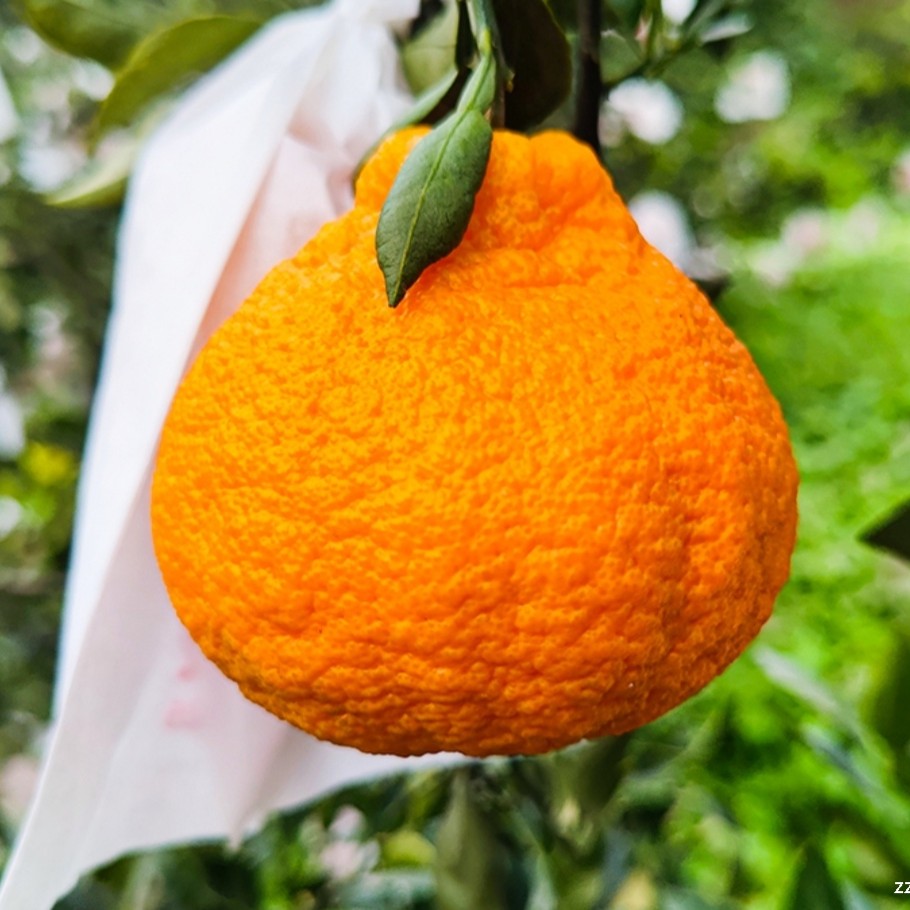 正宗四川5斤礼盒装丑橘丑桔甜嫩多汁无核送礼佳品顺丰包邮