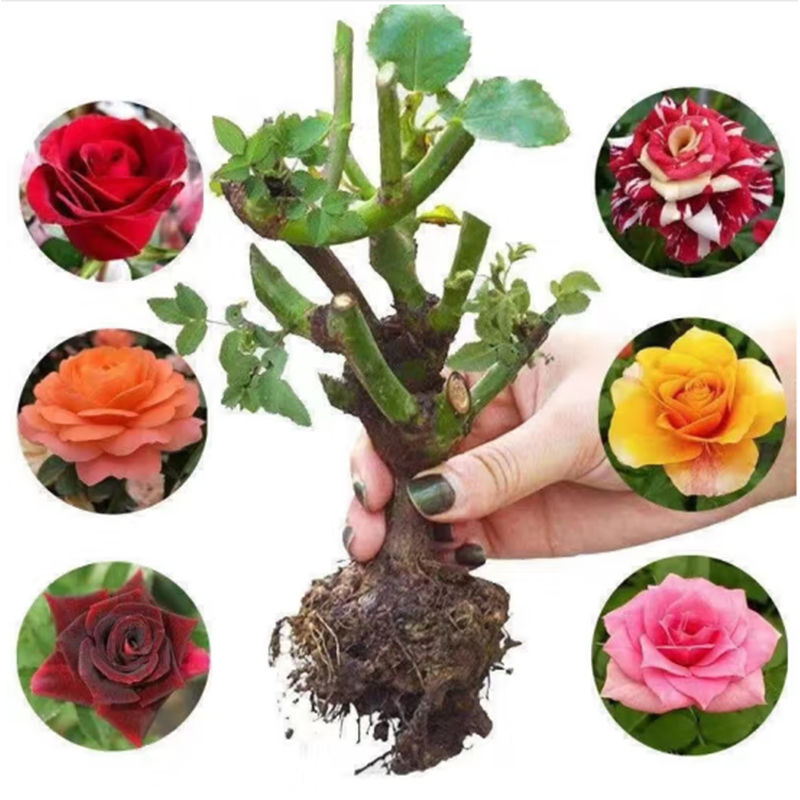 玫瑰花老桩玫瑰花苗四季开花室内外庭院香浓