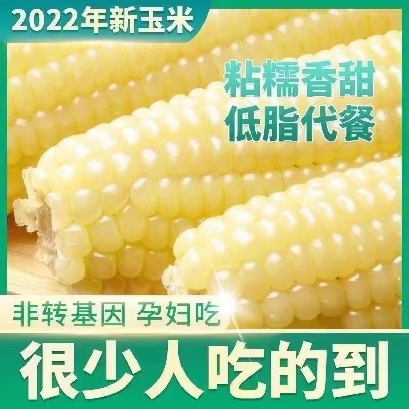 【整箱批发】云南白糯玉米香甜软糯开袋即食免煮真空包装轻食代餐