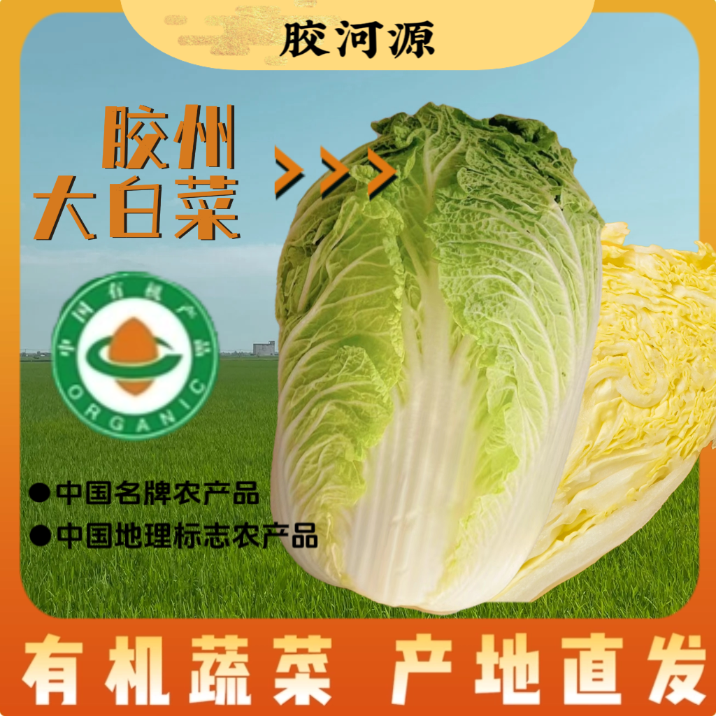 【沈农学子专属】胶州原产地直发正宗胶州大白菜有机认证等证书齐全