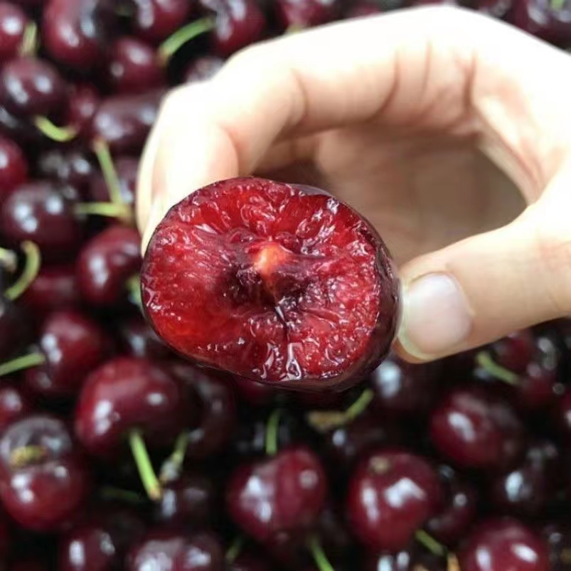 车里子种苗南北方种植盆栽地栽黑珍珠智利美早桑提娜花园庭院种植