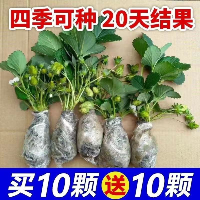 (20天结果)奶油草莓秧苗盆栽四季草莓苗南方北方种植当年结果
