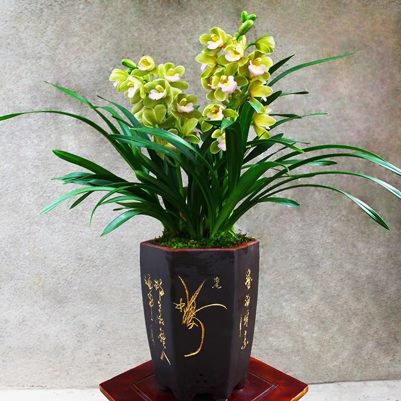 【香水香兰】兰花正品老种带花苞高档年宵花兰花盆栽大花蕙兰易活