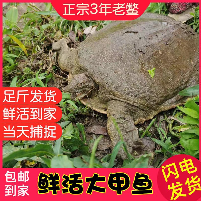 琼妹（带标）1.7斤大洪湖水库水库野养鲜活团鱼甲鱼新鲜水鱼生态