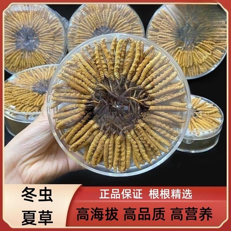那曲冬虫夏草干草无断草高海拔无瘪草1g饱满严选可搭红枣枸杞泡炖
